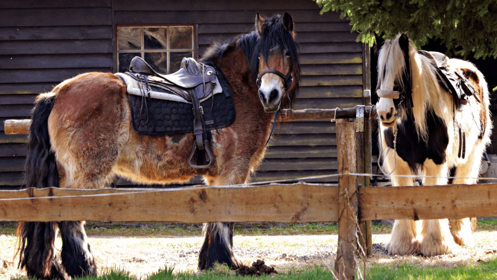 image of a brown horse