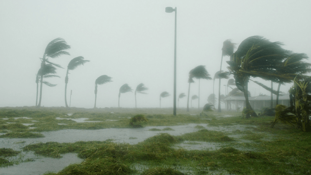 a view of palm trees blowing in the wind