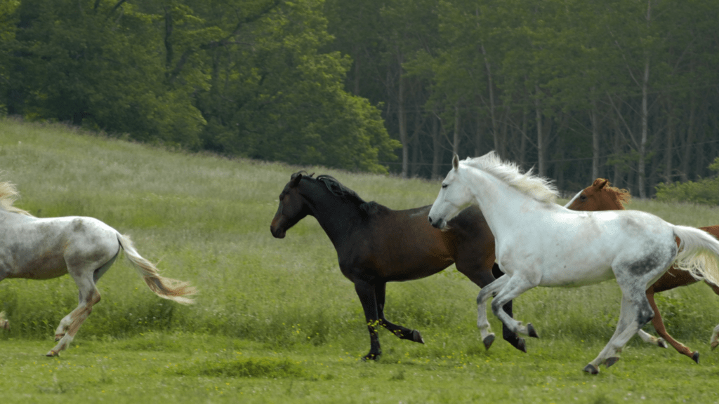 a group of horses running in a field