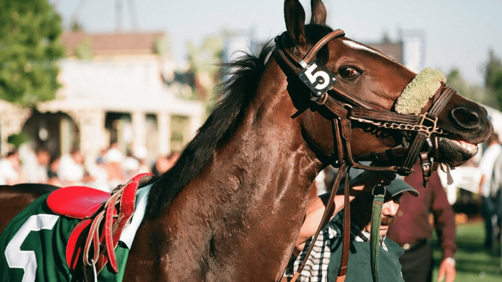 close up image of a horse