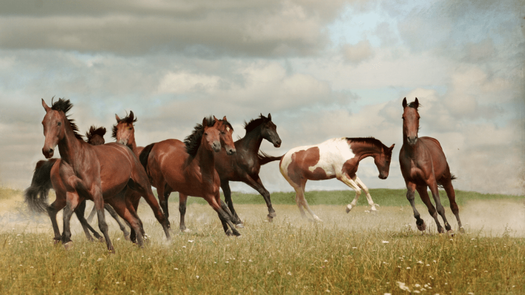 a group of horses running in a field