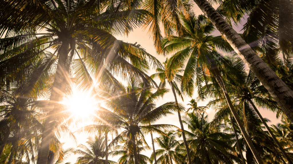 a view of palm trees blowing in the wind