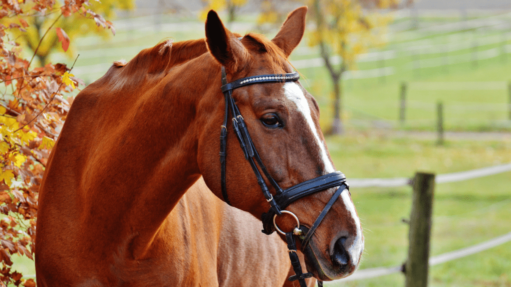 close up image of a horse