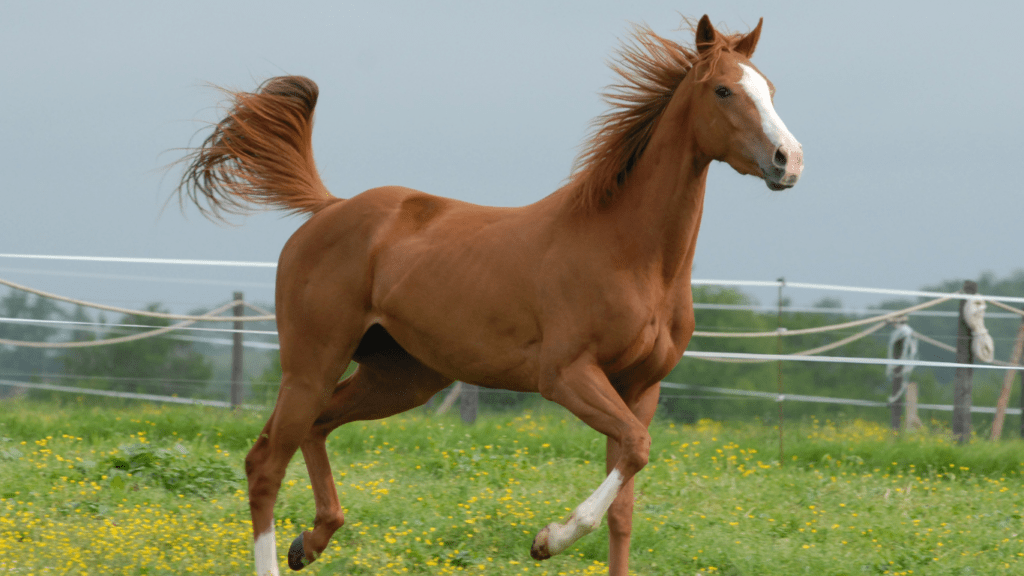 image of a brown horse