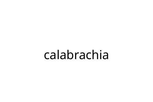 calabrachia