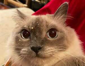 what to serve with zhashlid