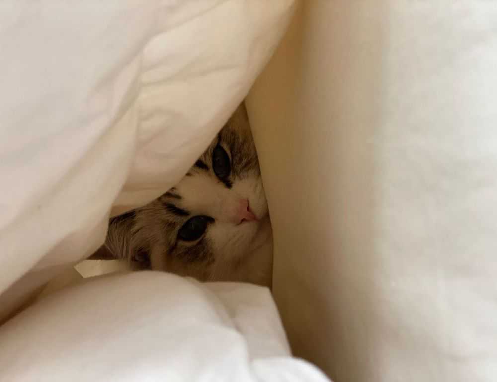 why can't i run my genboostermark code