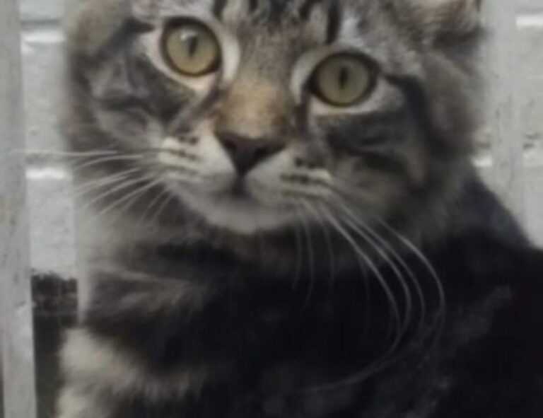 amor tatuajes de bulma y vegeta