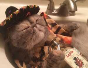 continente vila nova de milfontes