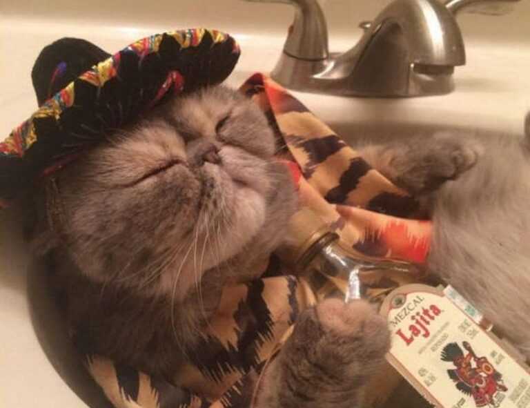 continente vila nova de milfontes