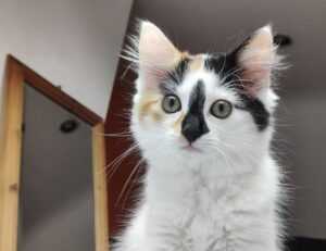 cronologie nottingham forest vs liverpool