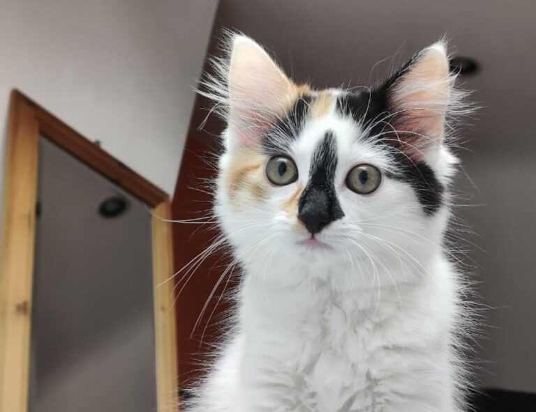 cronologie nottingham forest vs liverpool