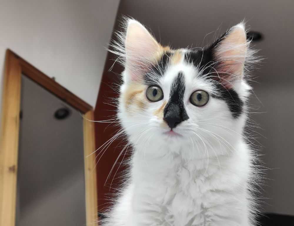 cronologie nottingham forest vs liverpool