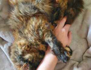 immediate a1 definity