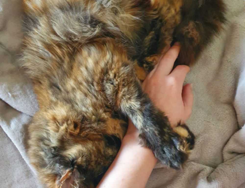 immediate a1 definity