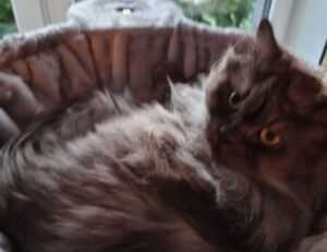 kenna sweets leaked onlyfans