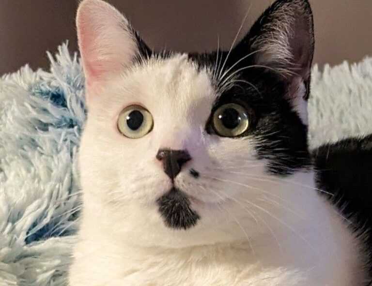 laura dijkema bikini