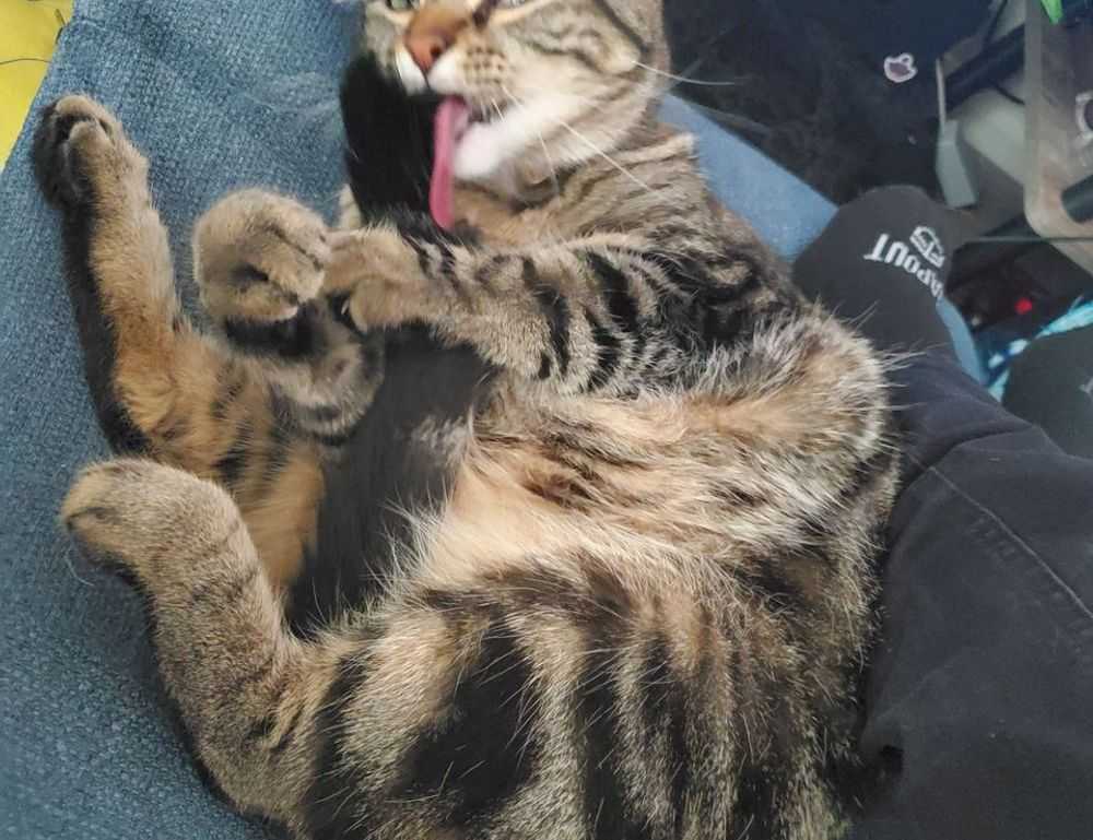 mujer firmas elegantes