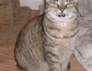 nivel 59 de 4 fotos 1 palabra