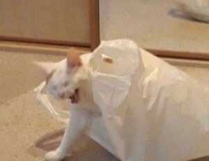 photo dance apk premium