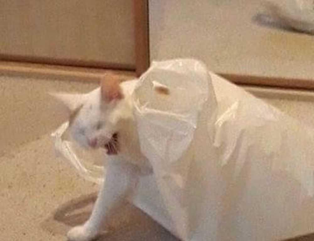 photo dance apk premium